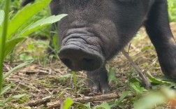 湖南有哪些特色猪品种？