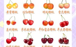 大樱桃品种有哪些？