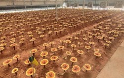 灵芝栽培技术有哪些关键要点？