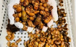 2025野生金蝉价格会涨还是跌？