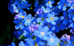 勿忘我是属什么品种