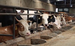 重庆肉牛催肥，养牛技术有何秘诀？