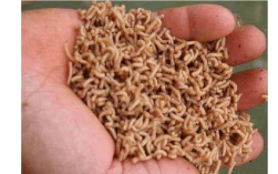 蝇蛆养殖技术难点有哪些？