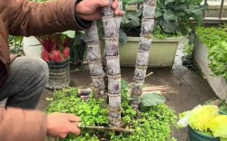 农广天地盆栽技术视频