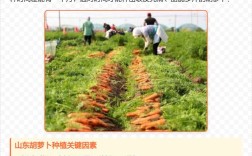 山东春胡萝卜怎么种才高产？