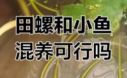 泥鳅草鱼田螺混养，如何搭配效益高？