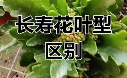 如何鉴别长寿花品种？看图识花指南。