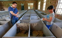 红颊竹鼠养殖技术视频怎么学？