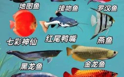 哪些观赏鱼品种最赚钱？