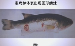 鲢鱼养殖技术及病害防治关键要点有哪些？