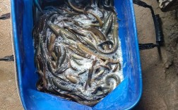 2025宁波泥鳅价格会涨还是跌？