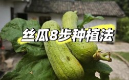 丝瓜多次摘心吊蔓，如何操作才能高产？