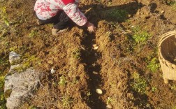 如何下载土豆种植技术视频？