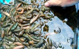 蚂蟥养殖视频怎么学才实用？