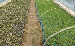 家庭小型大棚种菜，新手怎么快速上手？