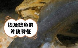 埃及胡子鲶的养殖技术