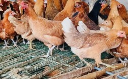 绿壳蛋鸡养殖技术视频怎么学才高效？