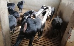 湖南适合养什么羊品种？