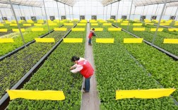 基质栽培蔬菜视频，关键技术点有哪些？