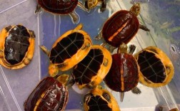 湖北乌龟品种有哪些？