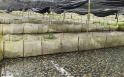 青蛙养殖技术视频，新手如何快速入门？