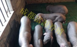 四川成都品种流养殖前景如何？