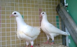肉鸽繁殖速度最快的品种是哪个？