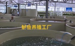 鲈鱼养殖技术要点有哪些？