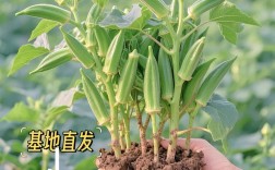 黄秋葵怎么种？管理技巧有哪些？