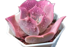 最爱的多肉贵货品种，究竟有何魅力？