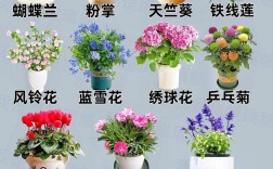 植物花朵品种大全图片有哪些常见种类？