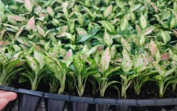 如何有效保护吉利红粗肋草品种资源并平衡其商业化利用与遗传多样性维持？