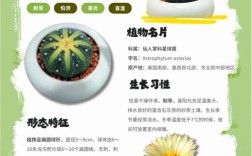 仙人掌品种有哪些？