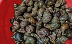 2025年田螺收购价会涨还是跌？