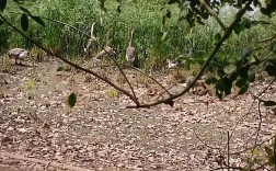 鹅猪适合牧草养殖的品种有哪些？