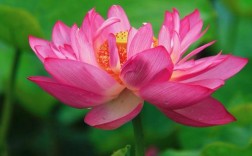 最常见荷花品种有哪些？