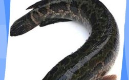 黑鱼养殖技术视频，新手怎么学？