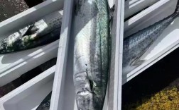 2025年大鲅鱼价格会涨还是跌？