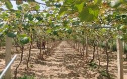 猕猴桃栽培技术视频，新手怎么学？