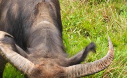 浙江水牛是什么品种？