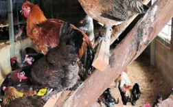 农村养殖鸡技术视频如何高效播放学习？