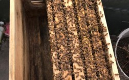 中蜂什么品种能养成强群？