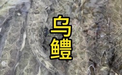 野生乌鱼怎么繁殖？视频技术要点有哪些？