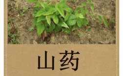 中央每日农经推荐品种是什么？