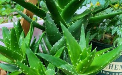 芦荟品种这么多，哪种适合你？