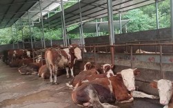 江西农村养牛技术有哪些？