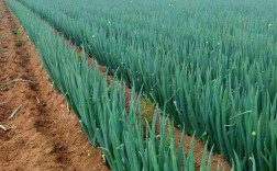 春季大葱种植技术视频