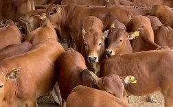 什么品种黄牛打架最厉害？