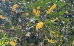 八月桂是桂花哪个品种