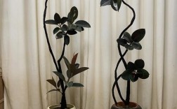 黑金刚橡皮树有哪些品种？